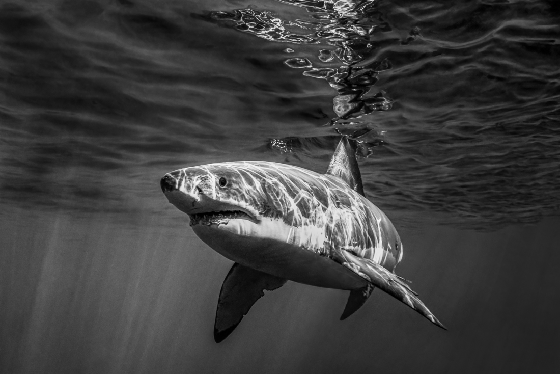 Great White Shimmer