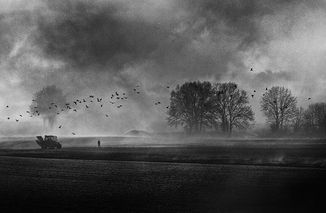 Only birds are free