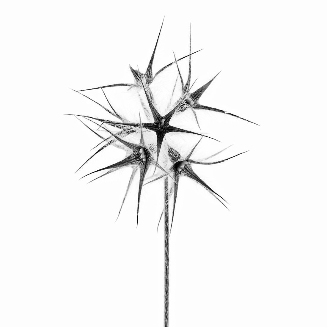 Trifolium stellatum