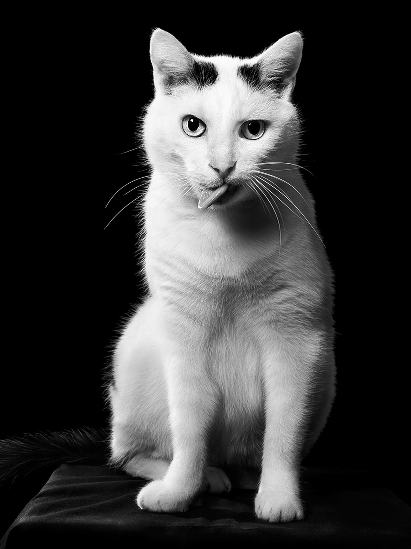 Oh My Cat