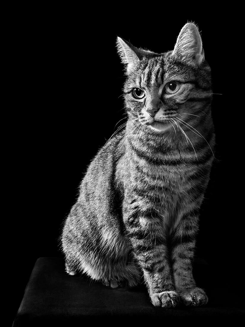 Oh My Cat