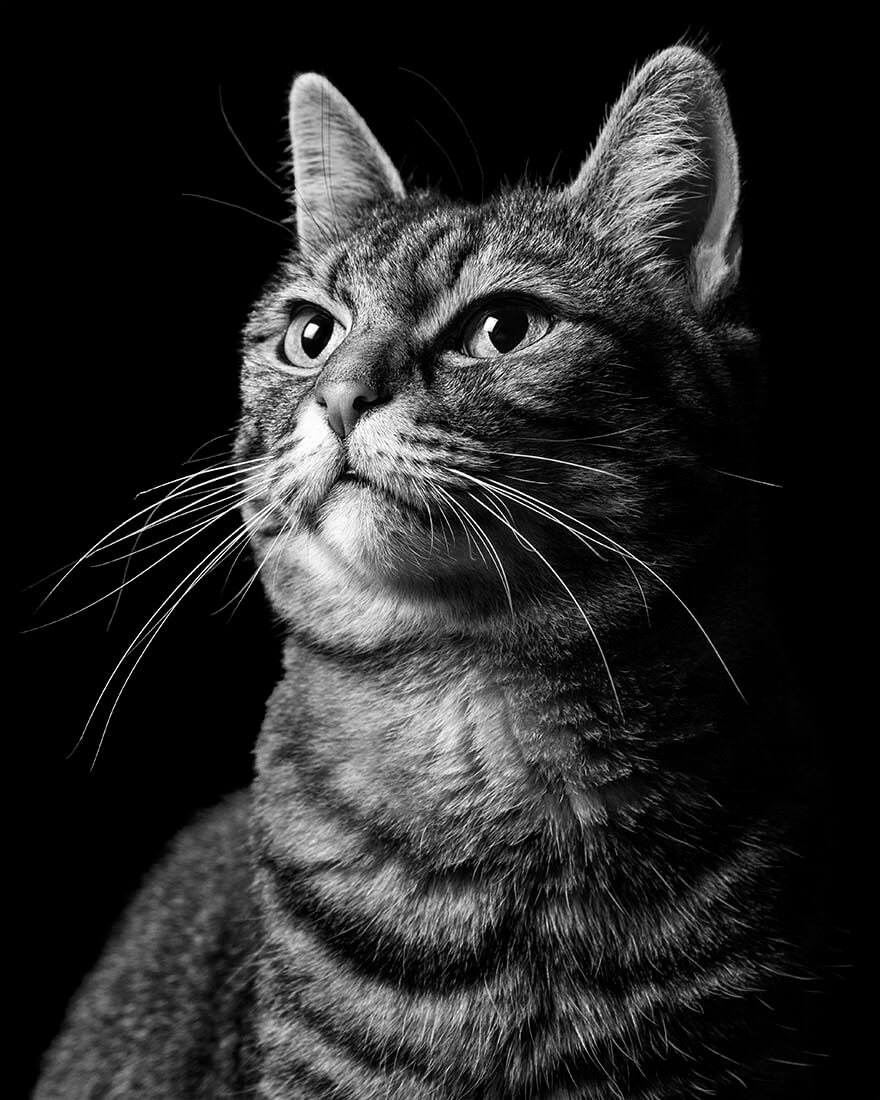 Oh My Cat