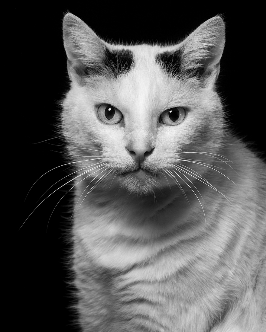 Oh My Cat