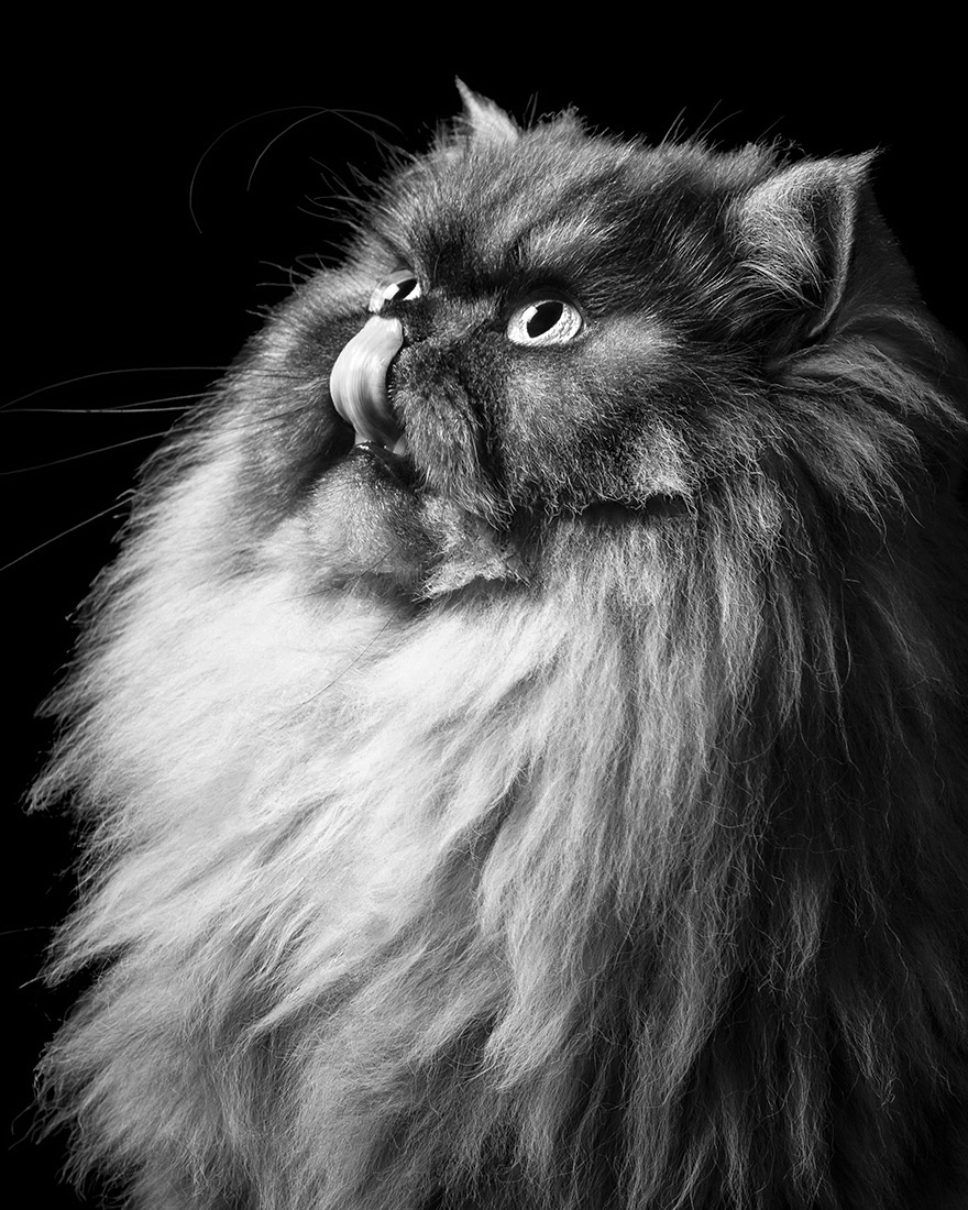 Oh My Cat