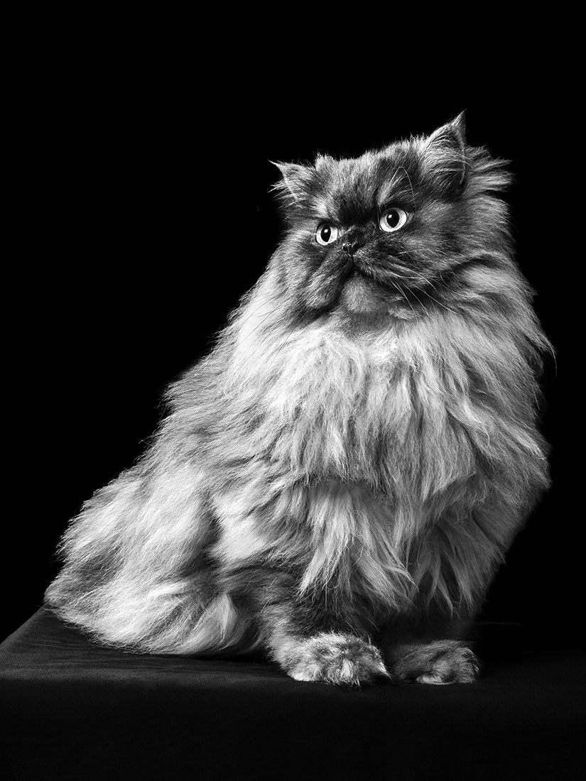 Oh My Cat