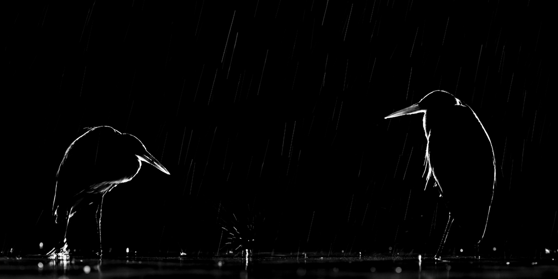 Rain