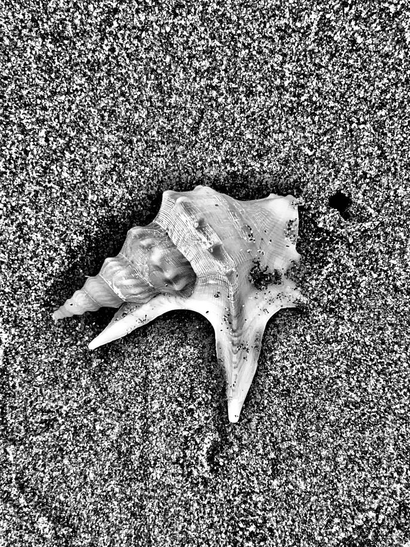 Beach born