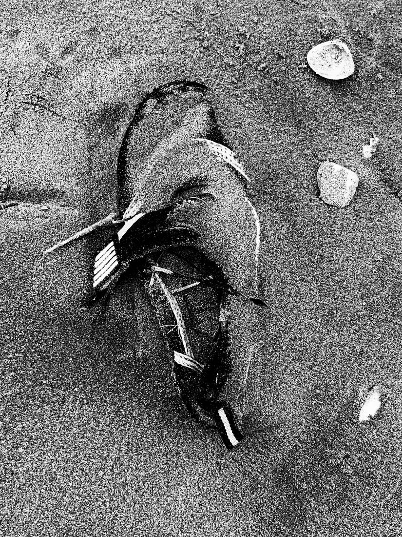 Beach born
