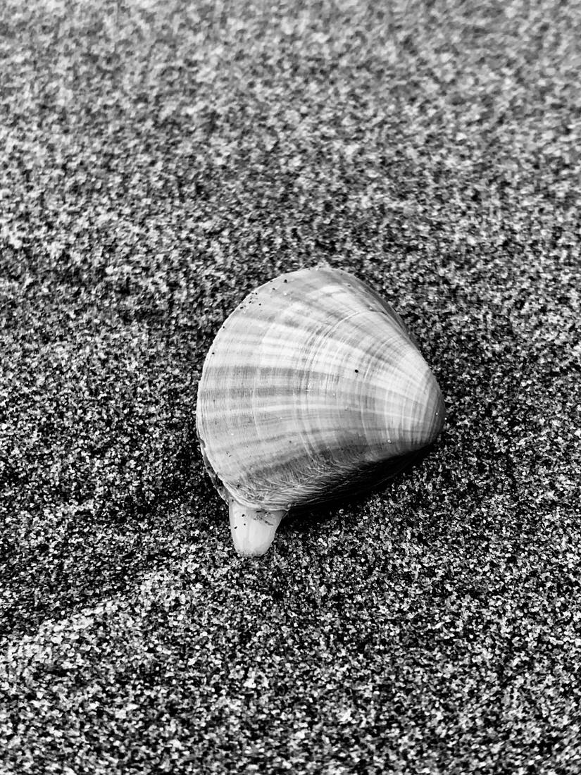 Beach born