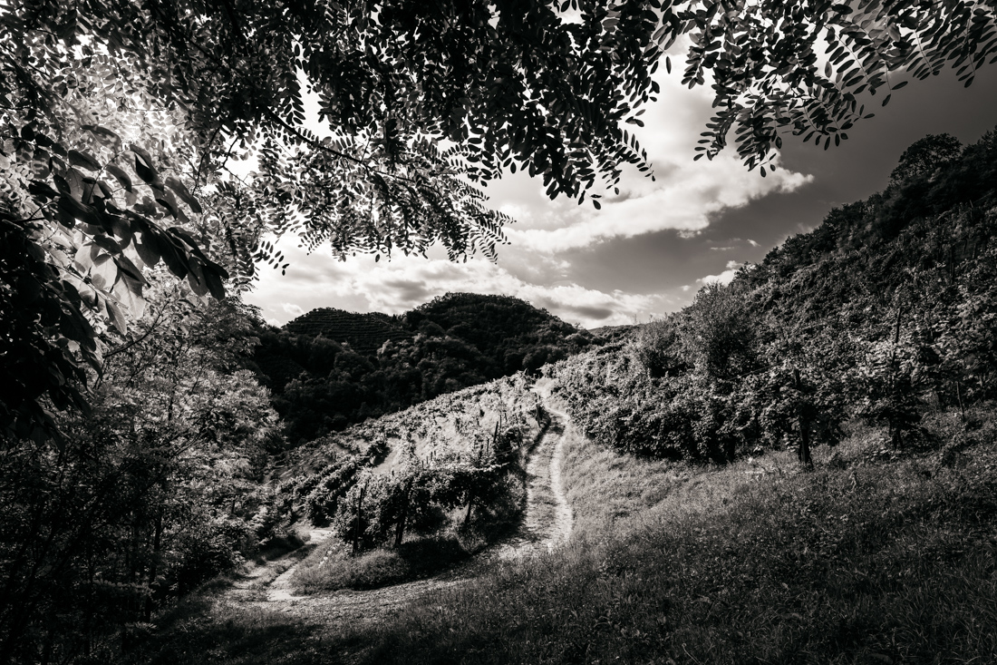 The Prosecco Hills of Conegliano and Valdobbiadene