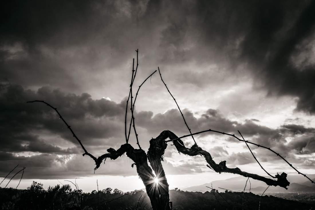 The Prosecco Hills of Conegliano and Valdobbiadene