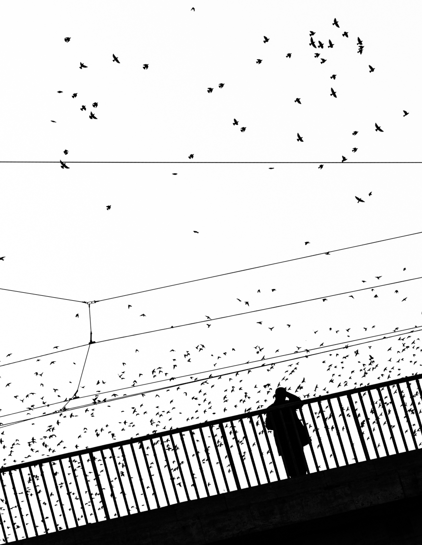 The starlings’dance