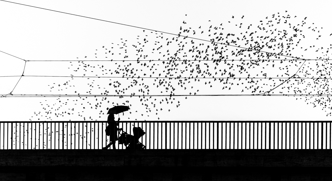 The starlings’dance