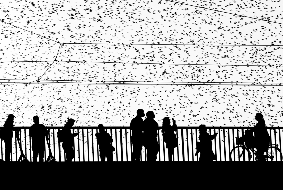 The starlings’dance