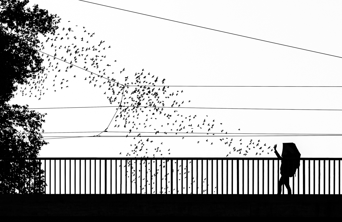 The starlings’dance