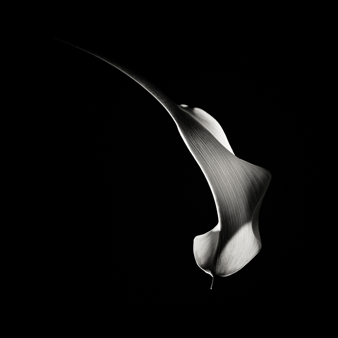 Hummingbird Abstraction