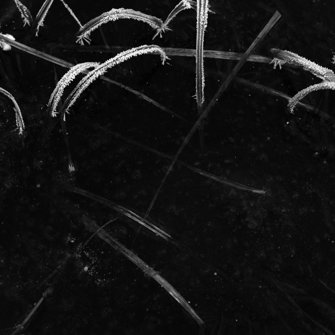 Frosty Garden