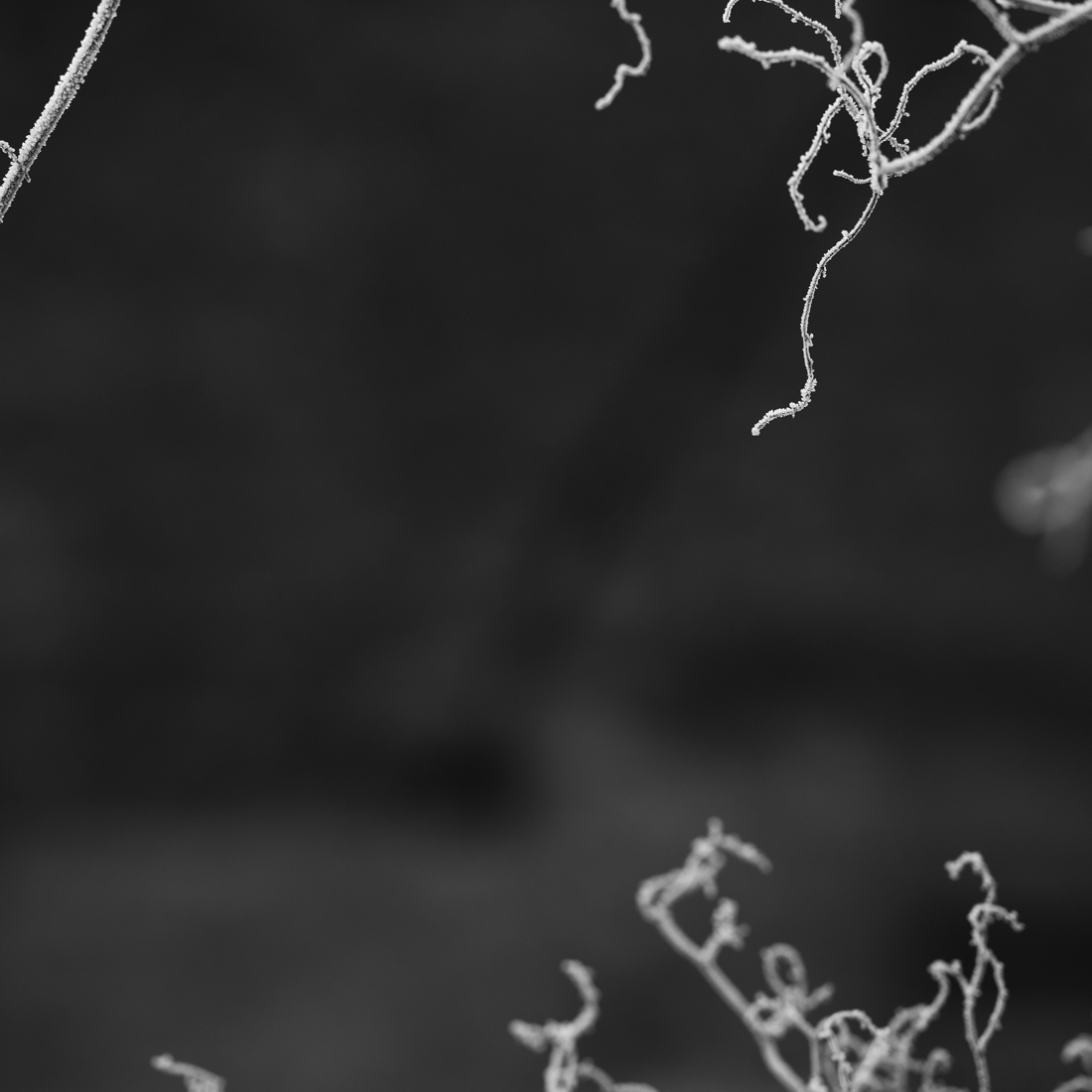 Frosty Garden