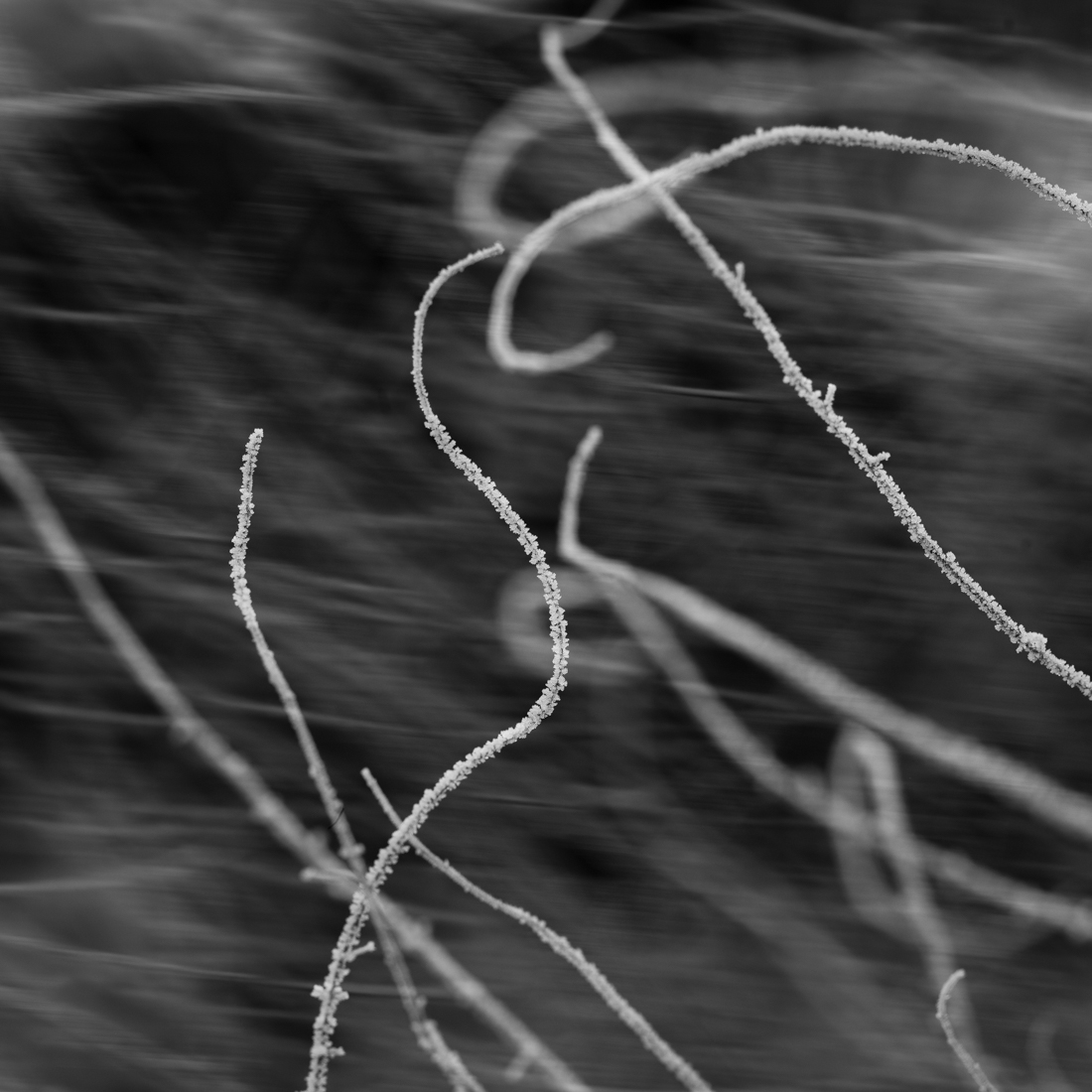 Frosty Garden