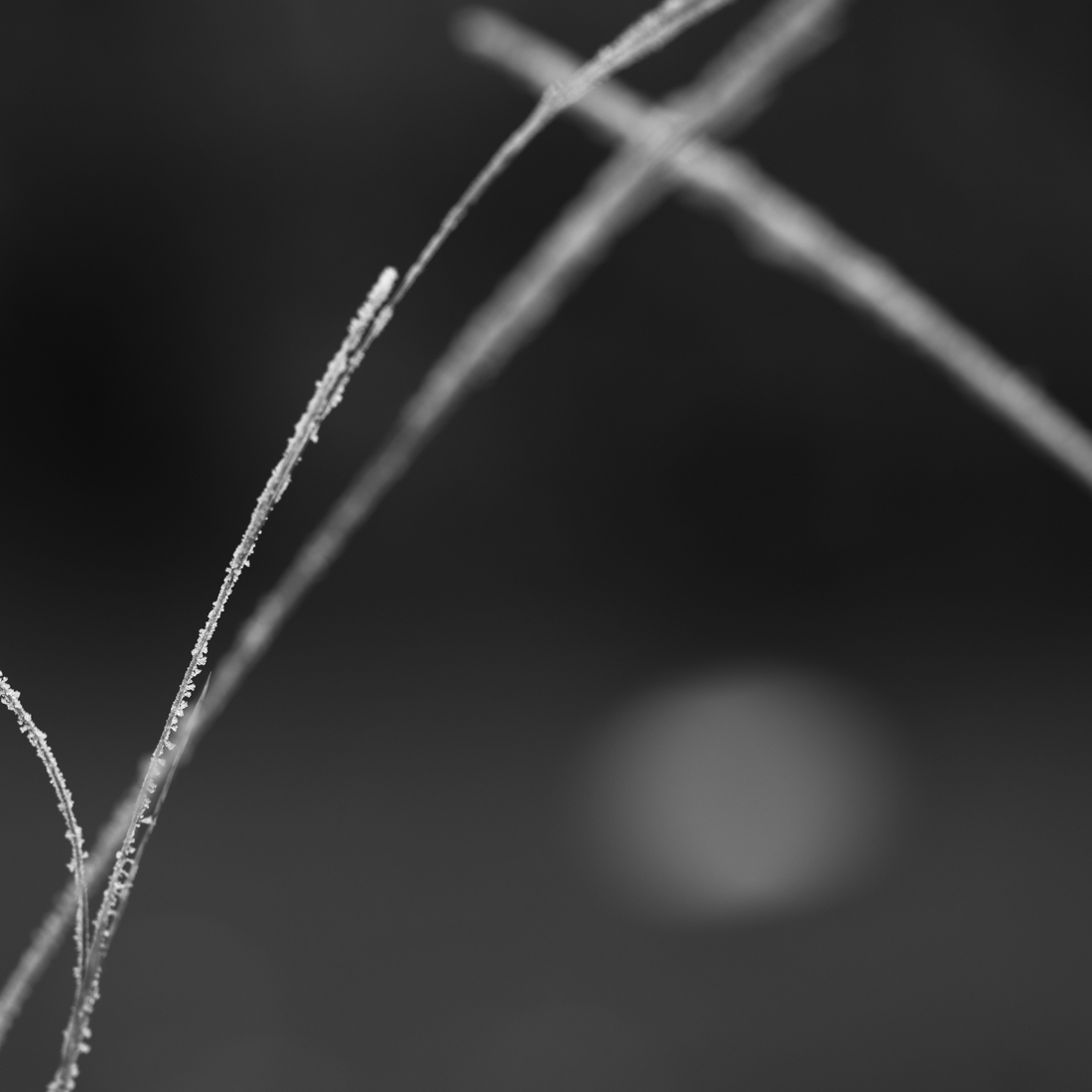 Frosty Garden