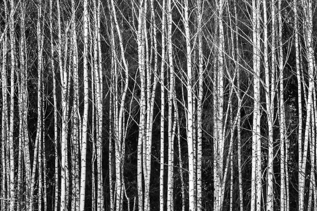 Birches III