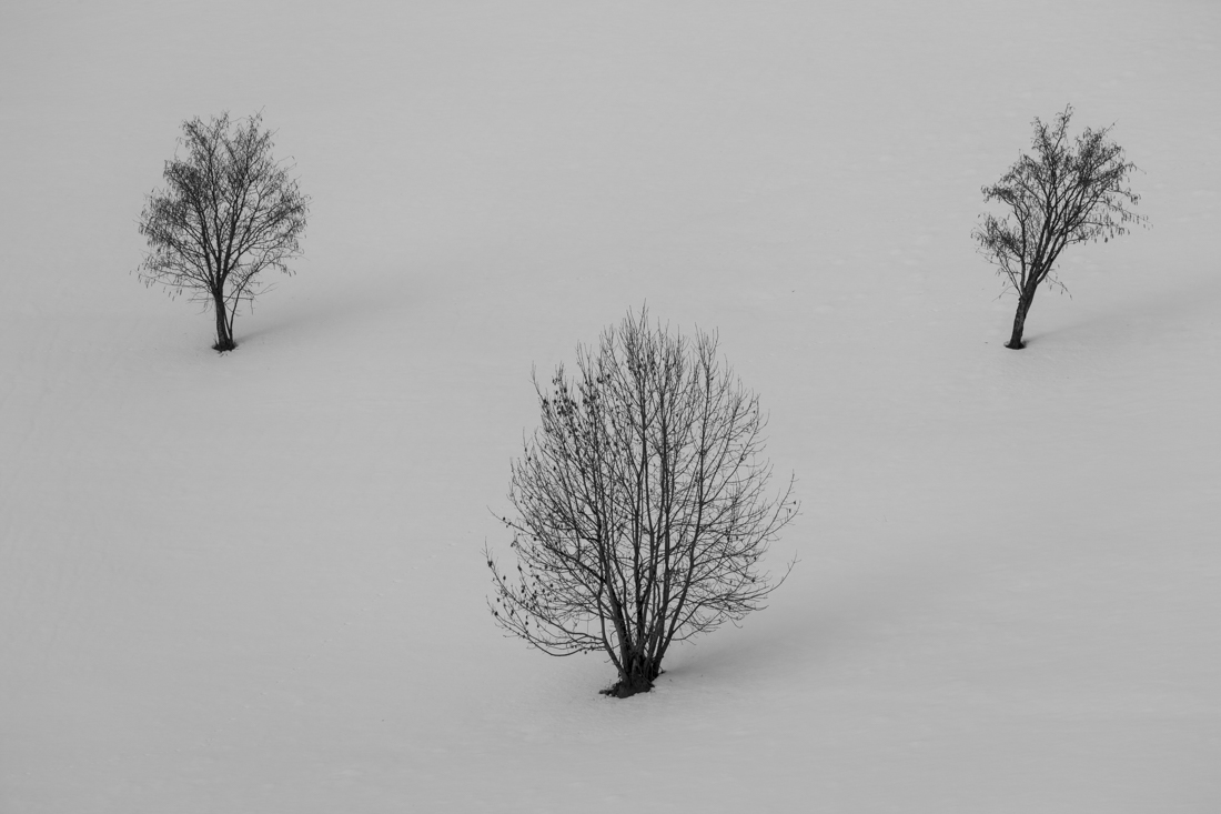 Three trees