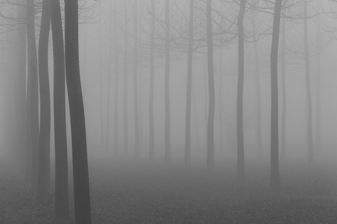 Fog in the wood