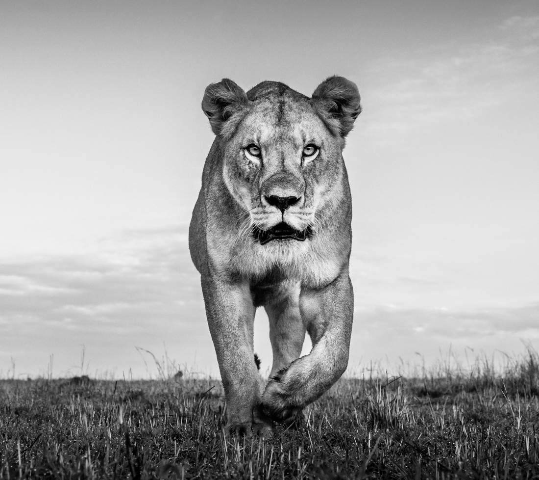 Instinct 