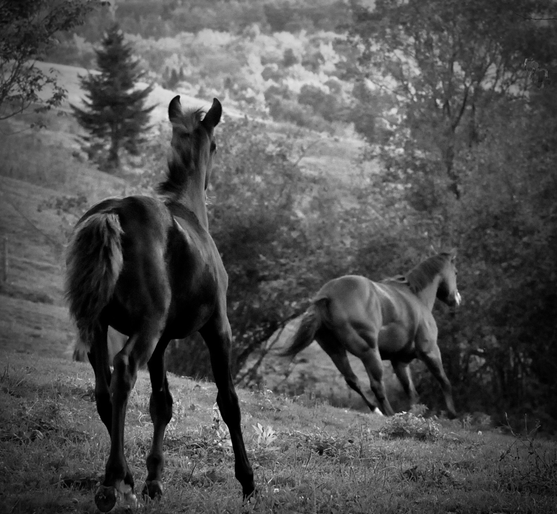 Love has a mane