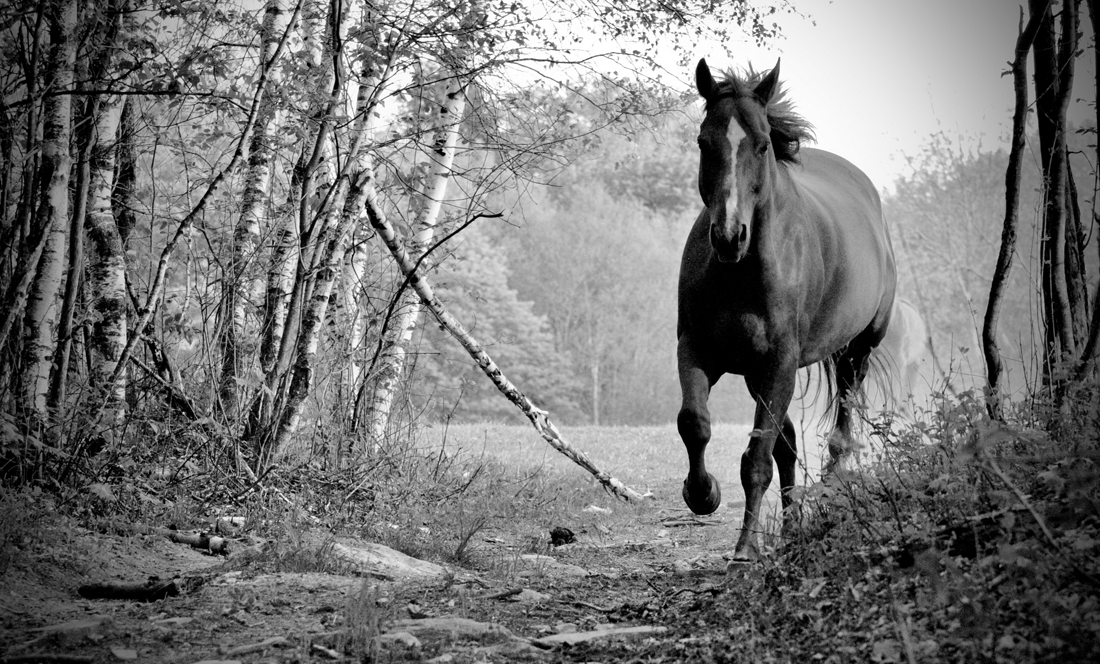 Love has a mane