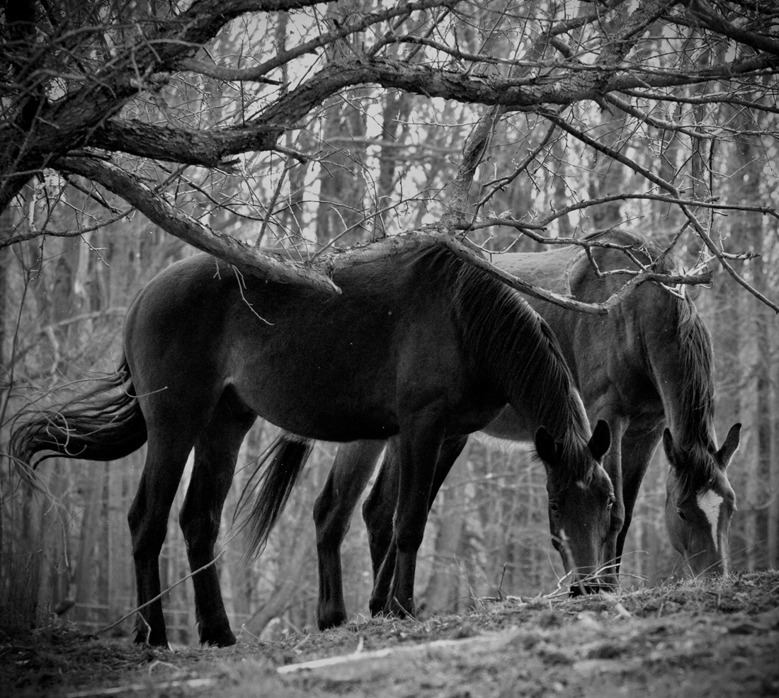 Love has a mane