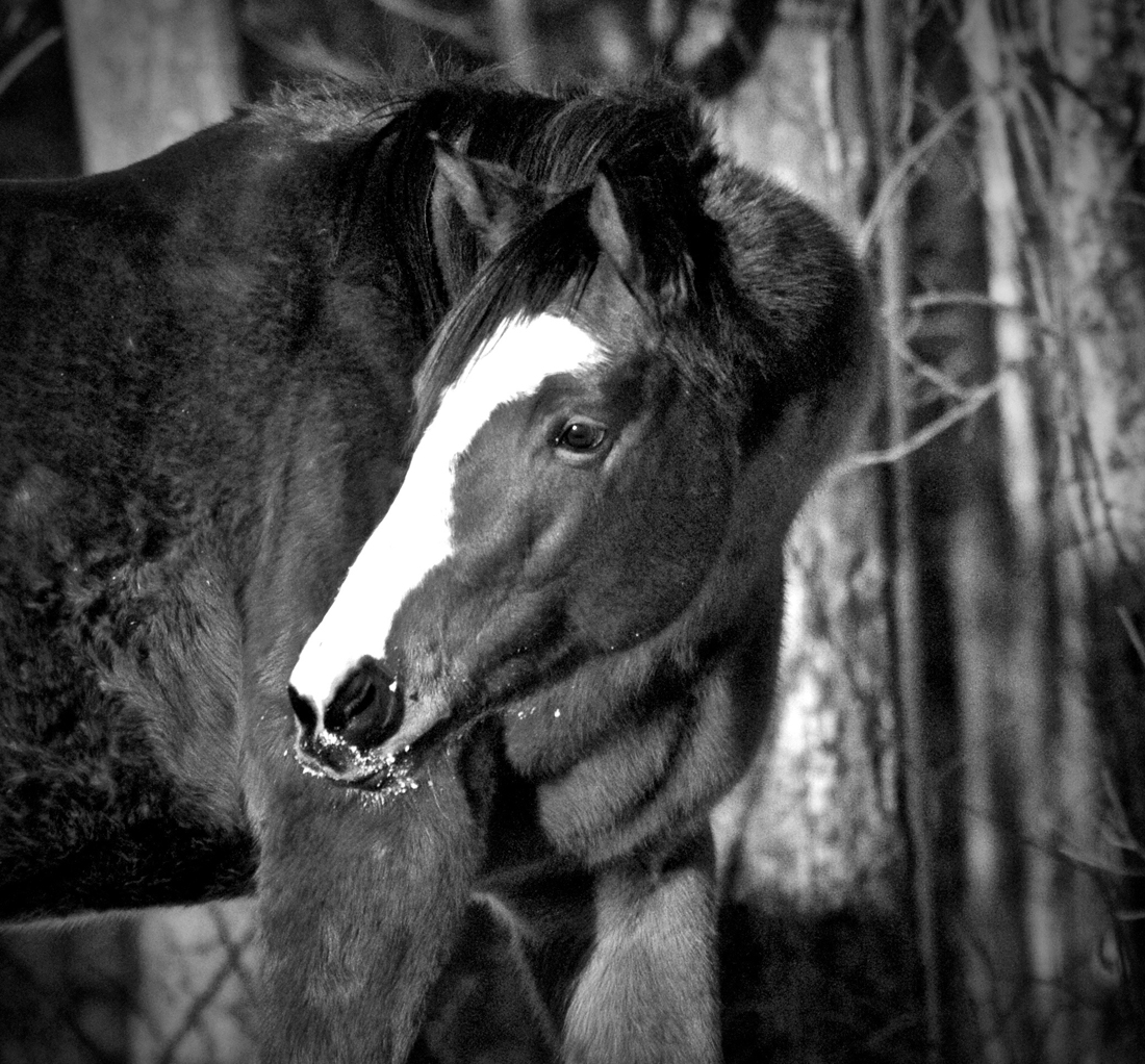 Love has a mane