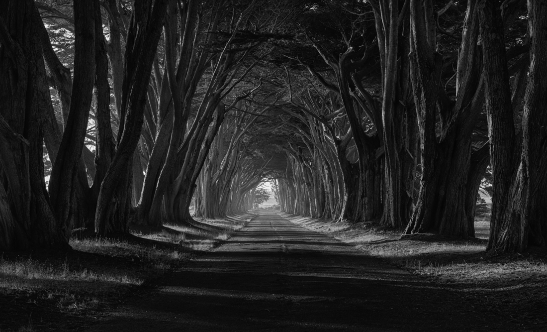 Cypress Tree Tunnel