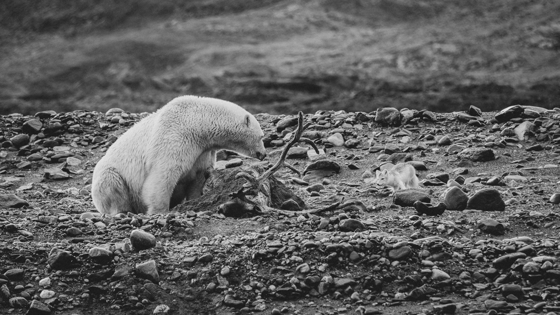 Last bastion of wildlife