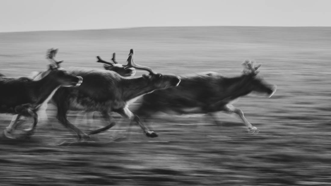 Last bastion of wildlife