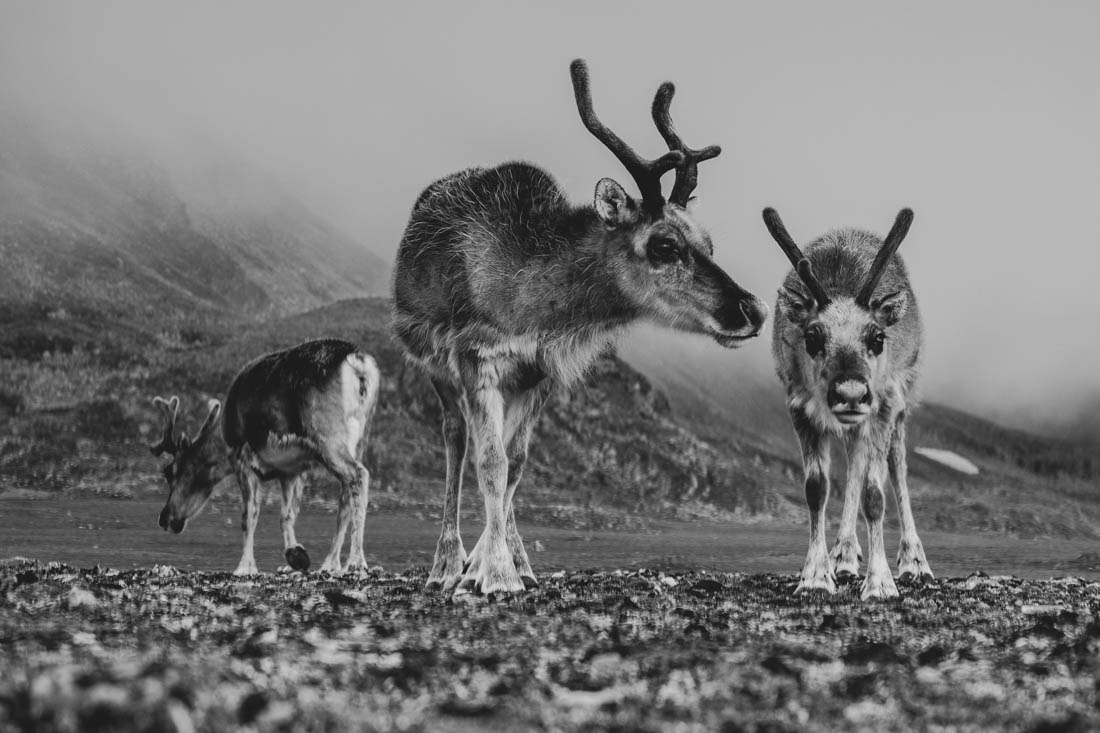 Last bastion of wildlife