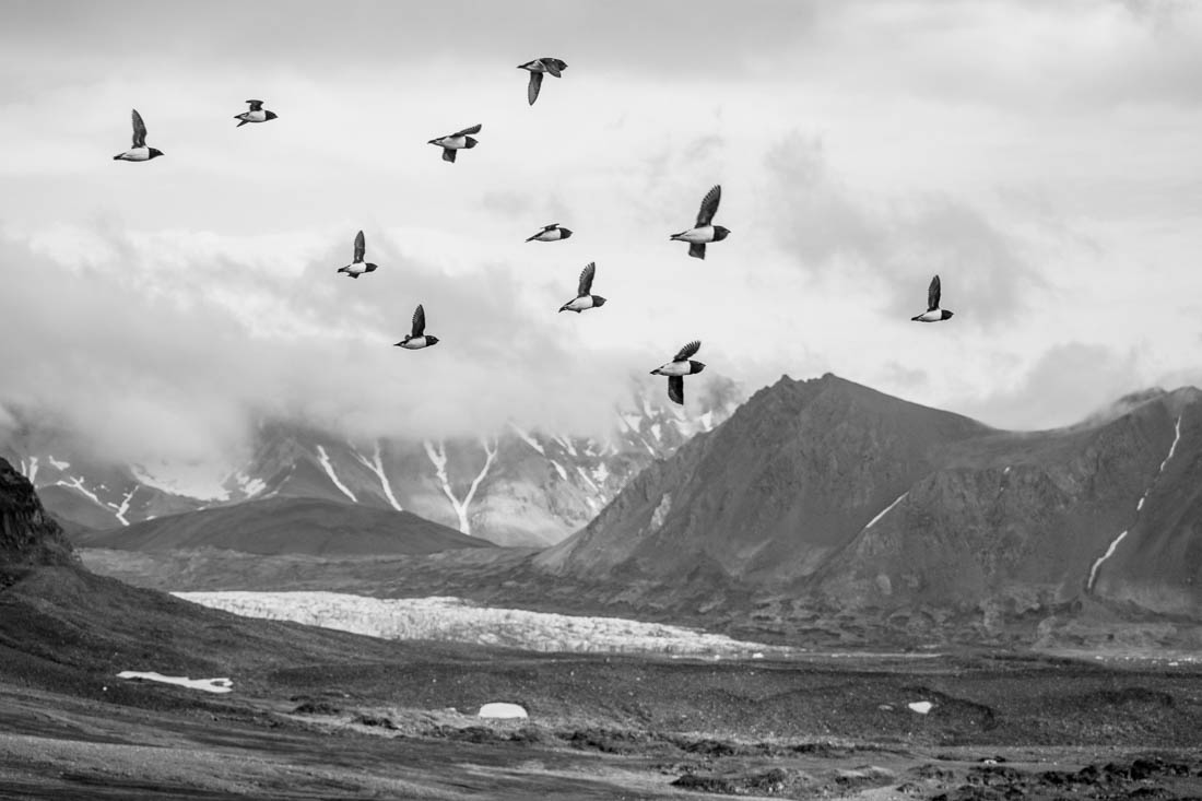 Last bastion of wildlife