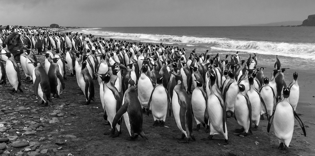 King Penguin Colony