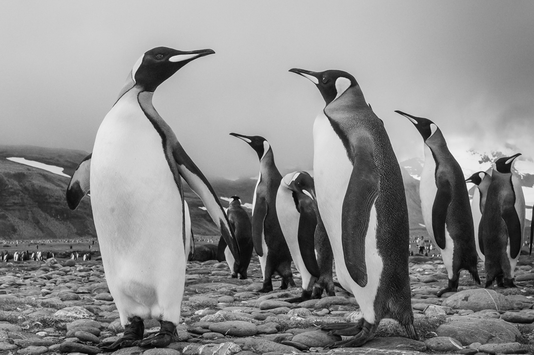 King Penguins
