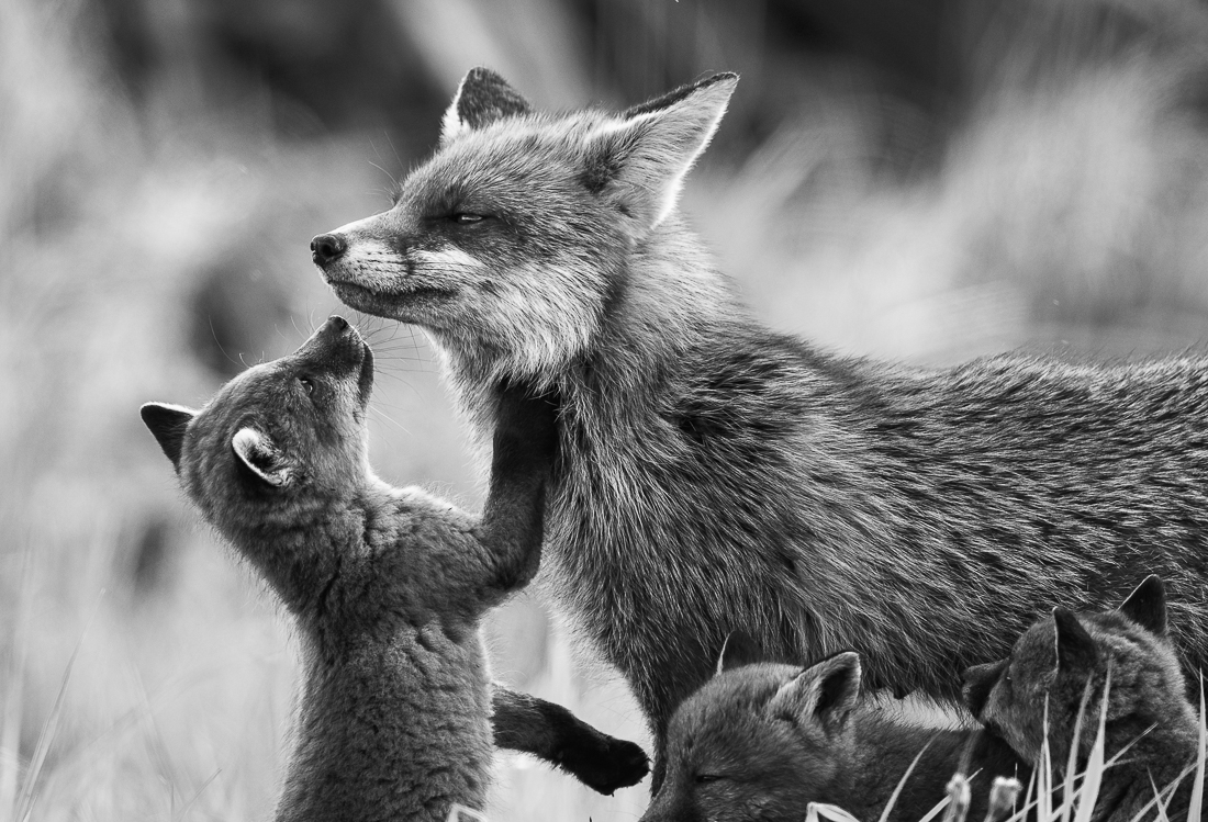 Fox puppy begging for food