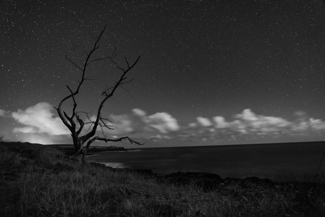 Star Tree