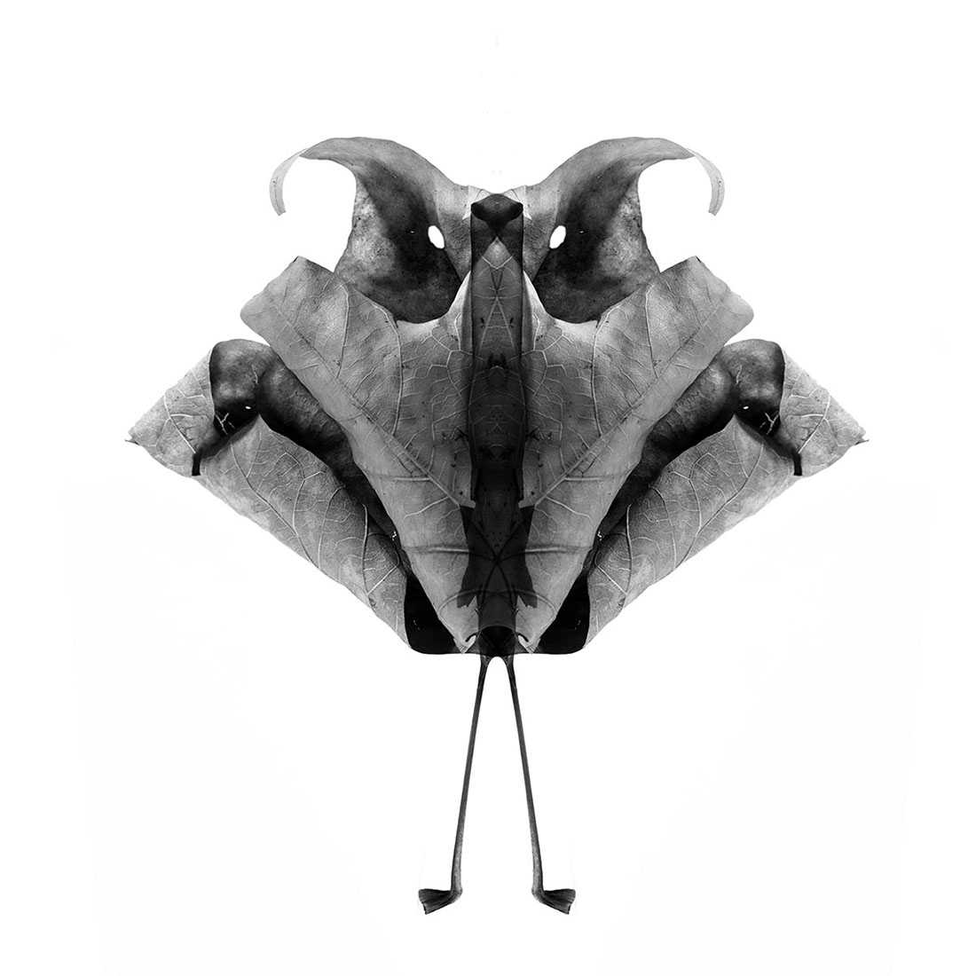 Cabinet of Curiosities 