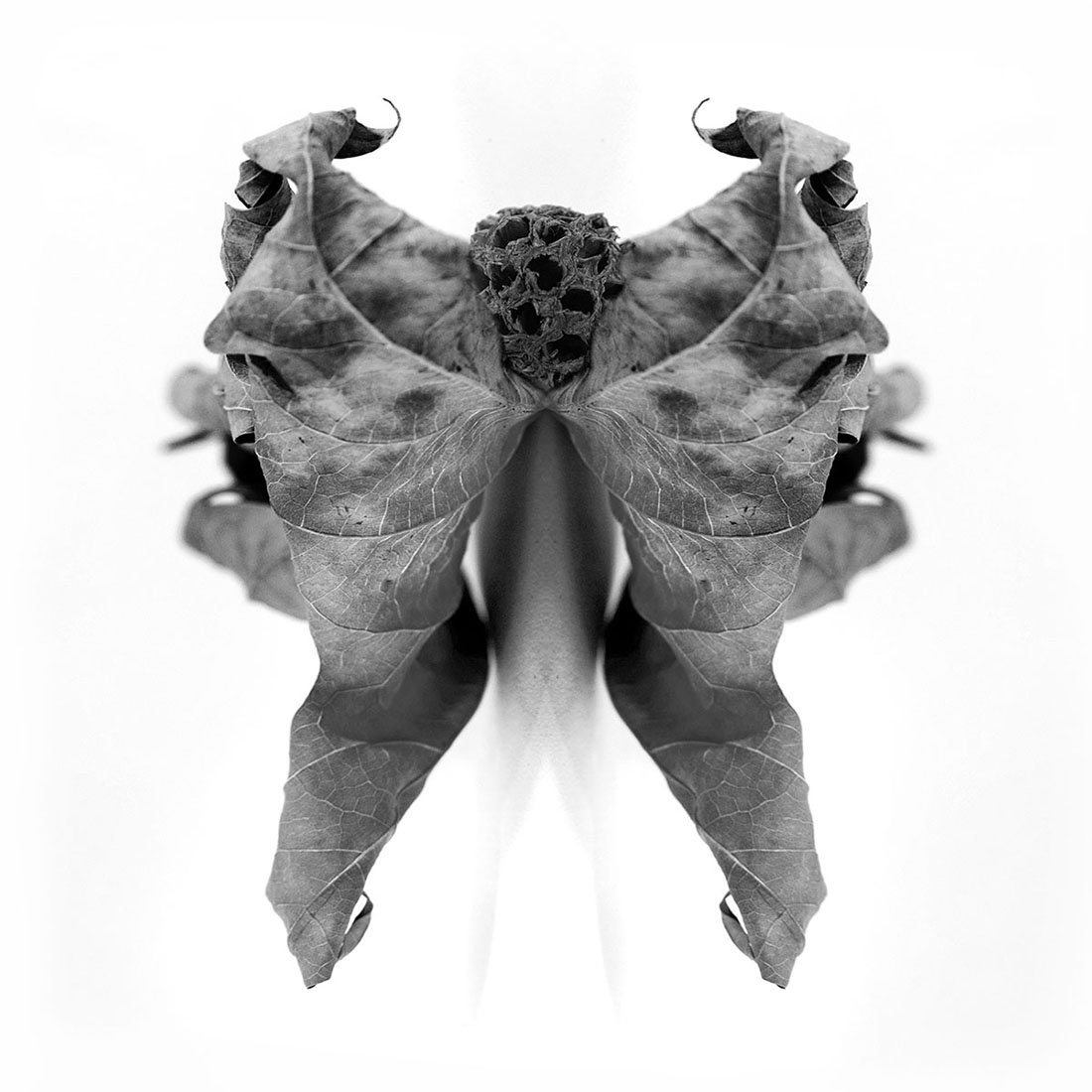 Cabinet of Curiosities 