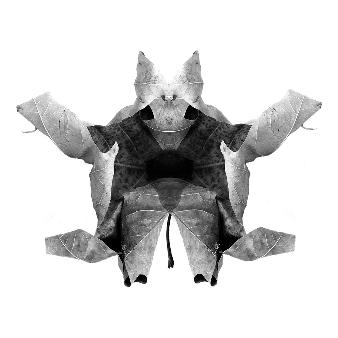 Cabinet of Curiosities 