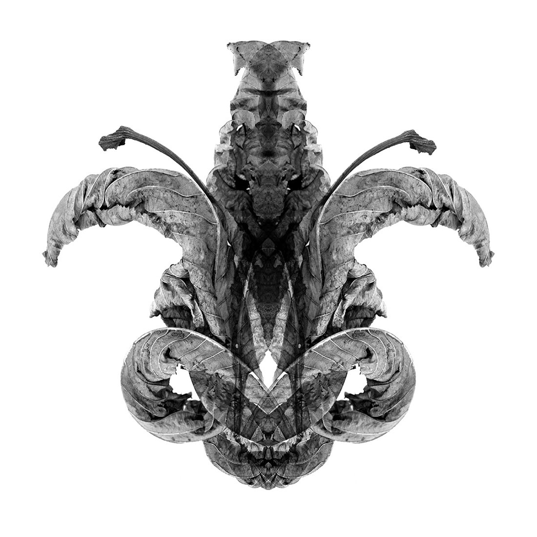 Cabinet of Curiosities 