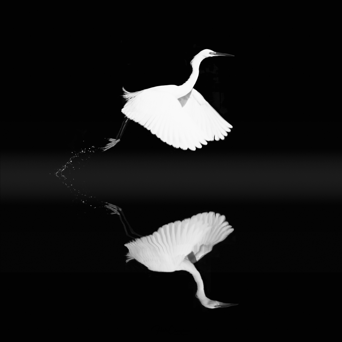 Elegance in Motion