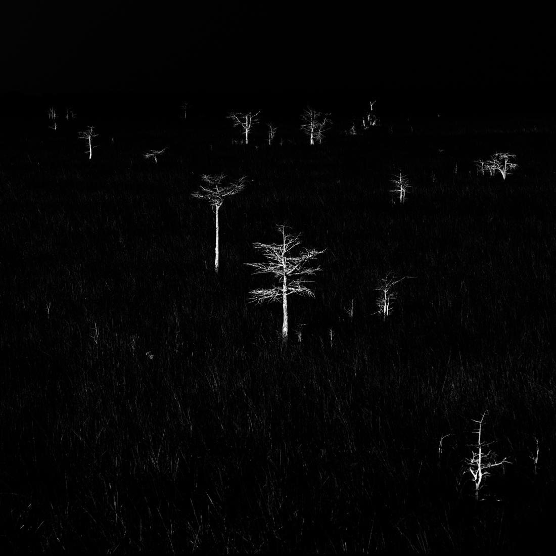 Skeleton Trees