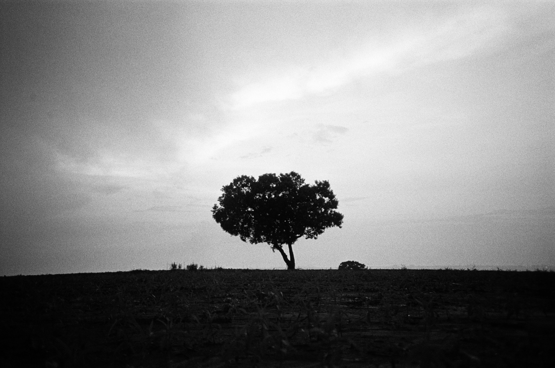 The tree on the field