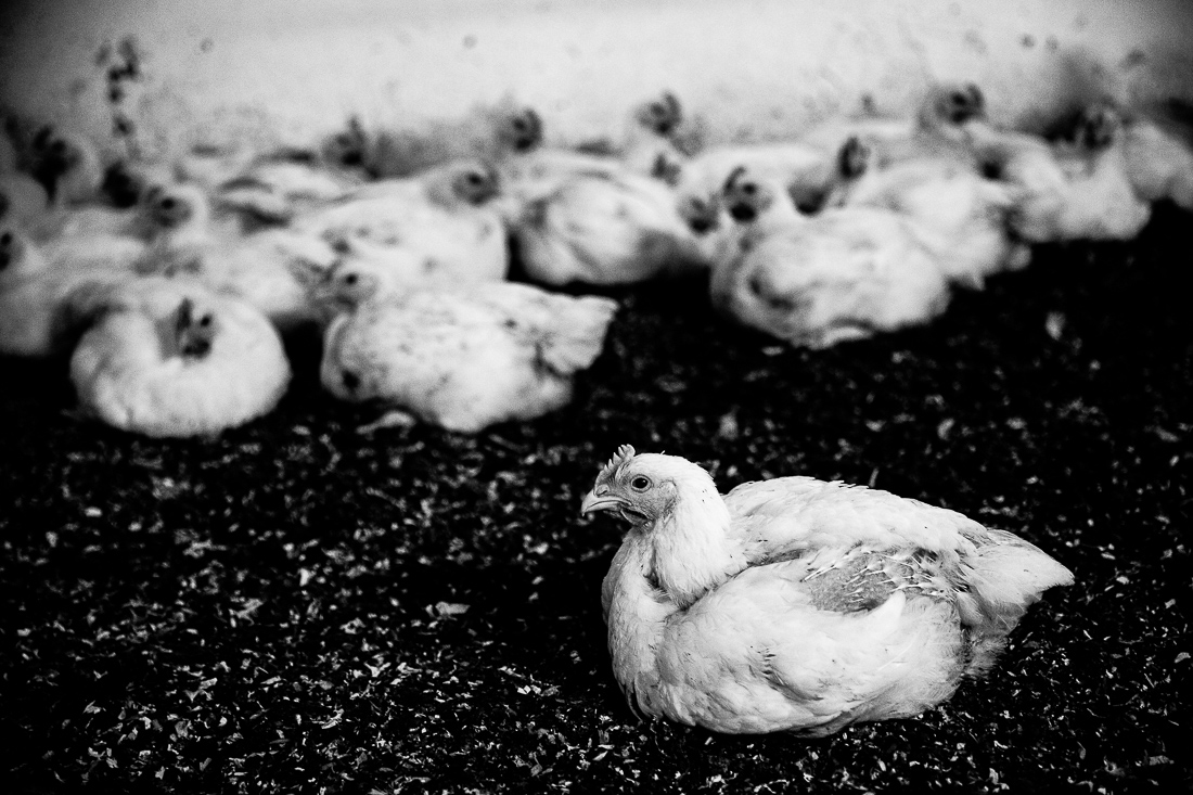 Live, eat, eat, eat,  eat, die.