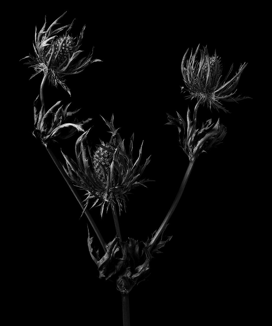 Beauty in Doubt